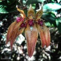 Bulbophyllum wightii Rchb.f.